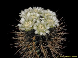 Gymnocalycium pungens 7